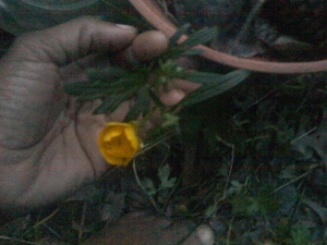 I saved a bunch of buttercups